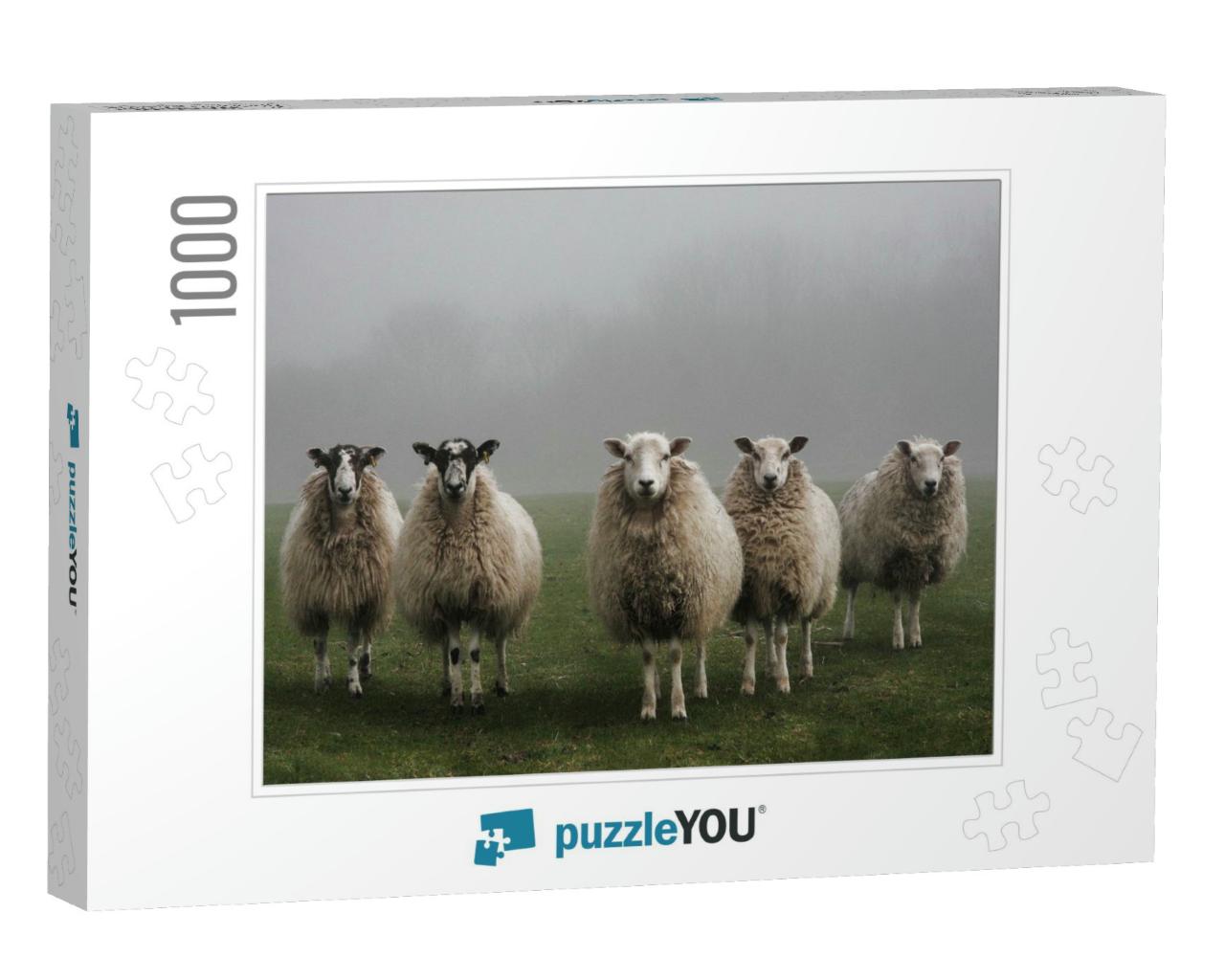 Five Sheep in a Field on a Misty Morning in Dorset... Jigsaw Puzzle with 1000 pieces