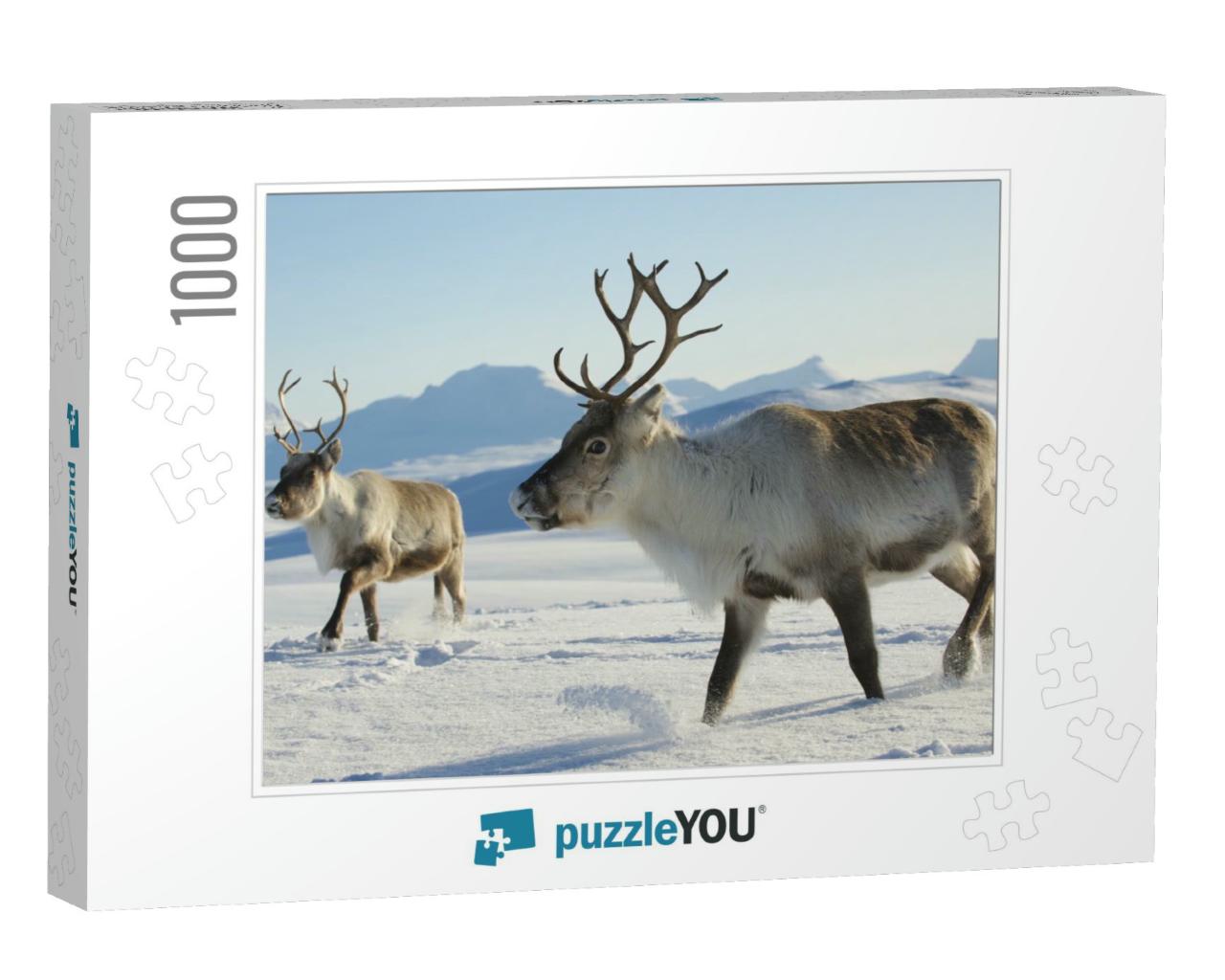 Reindeers in Natural Environment, Tromso Region, Northern... Jigsaw Puzzle with 1000 pieces