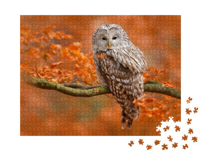 Autumn in Nature with Owl. Ural Owl, Strix Uralensis, Sit... Jigsaw Puzzle with 1000 pieces