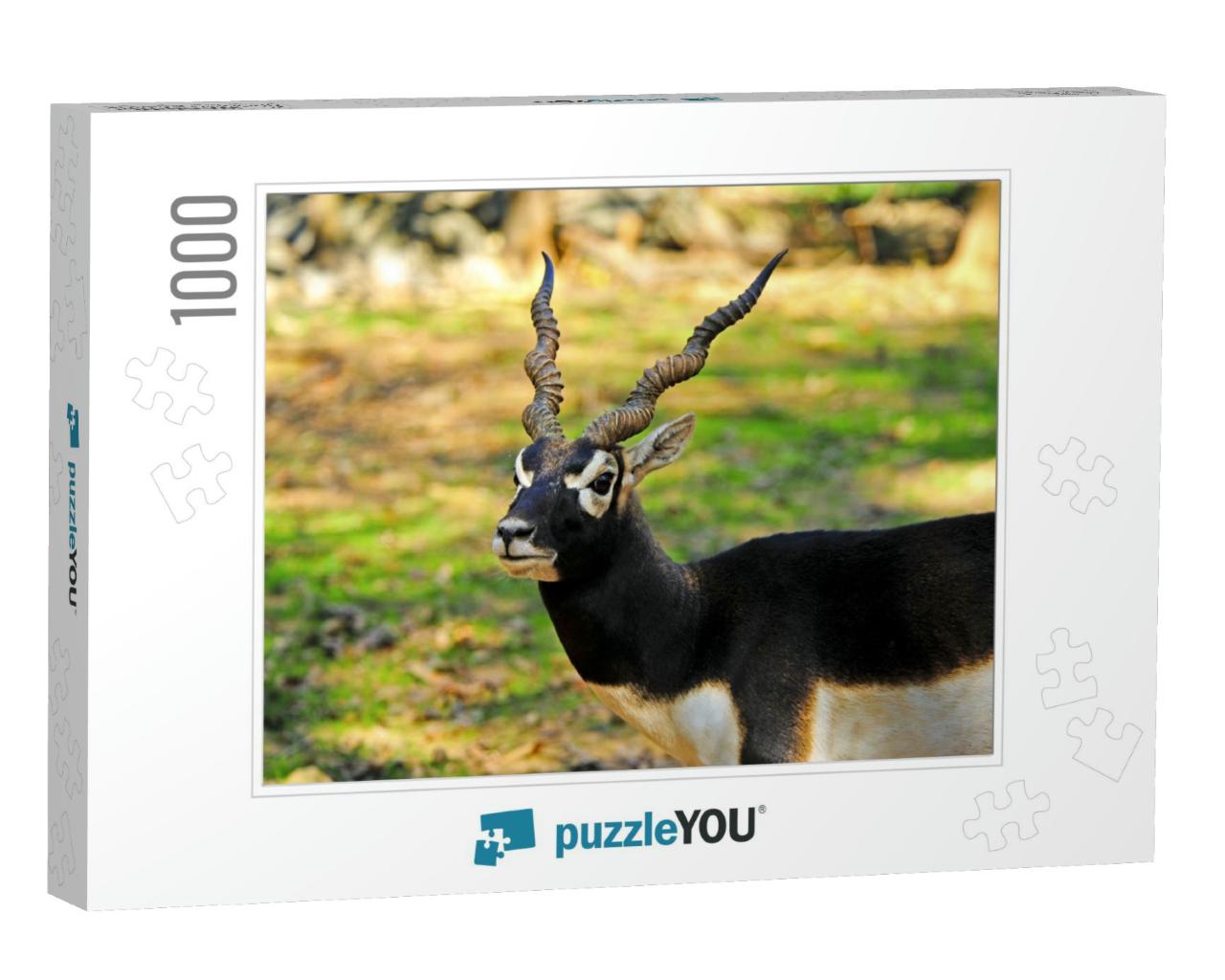 A Male Blackbuck with Twisted Horns... Jigsaw Puzzle with 1000 pieces