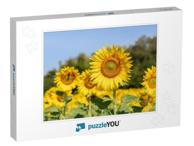 Beautiful Sunflower in Sunflower Field on Summer with Blu... Jigsaw Puzzle