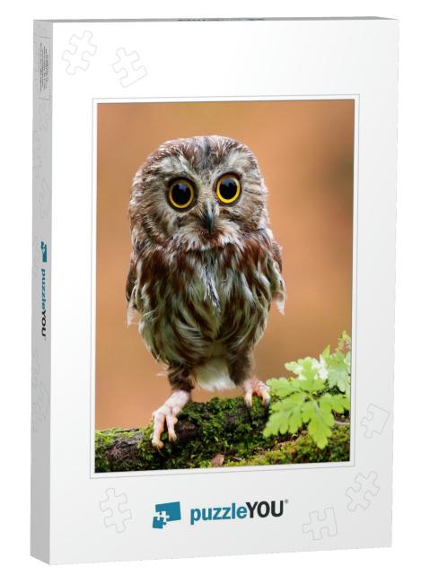 The Cute Lonely Baby of Owl... Jigsaw Puzzle
