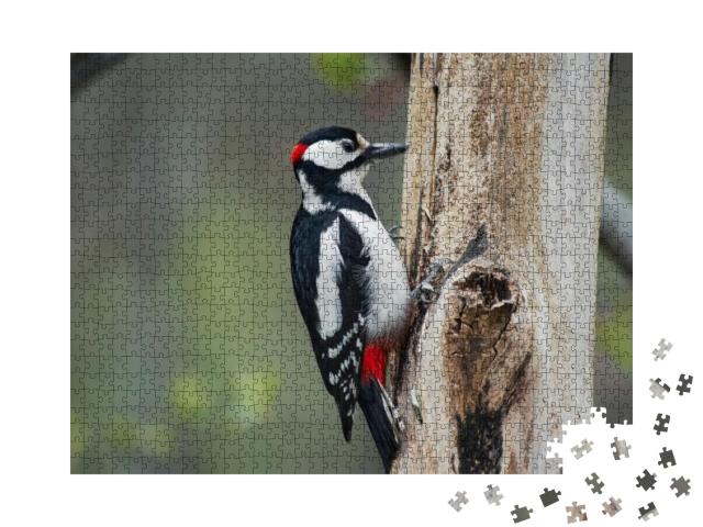 Woodpecker on a Tree Eats Knocks... Jigsaw Puzzle with 1000 pieces