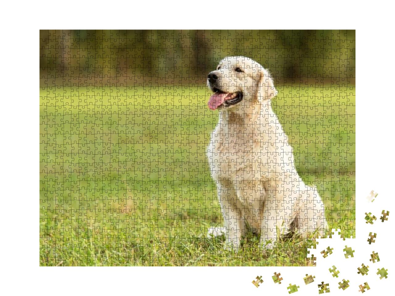 Beauty Golden Retriever Dog in the Park... Jigsaw Puzzle with 1000 pieces