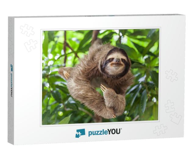 The Sloth on the Tree... Jigsaw Puzzle