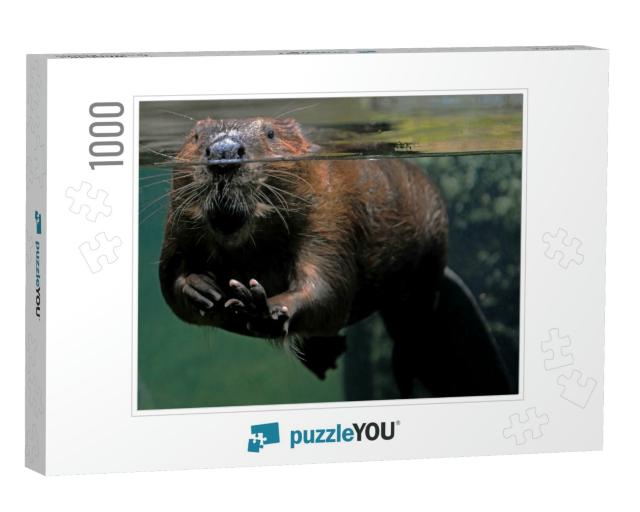 Beaver At the Water Line in a Glass Pool with Its Front P... Jigsaw Puzzle with 1000 pieces
