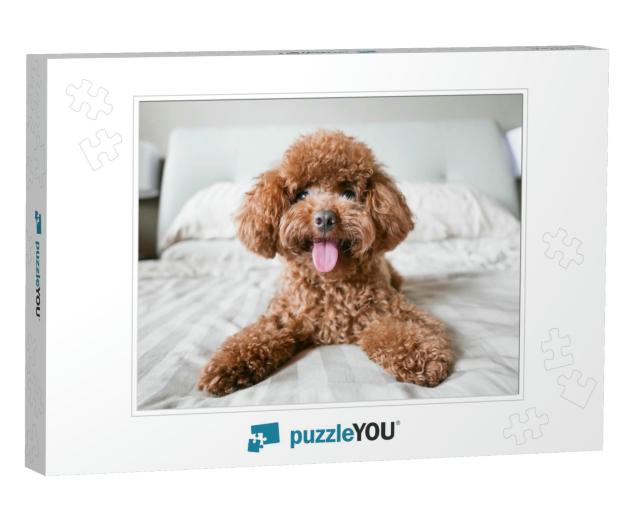Cute Toy Poodle Resting on Bed... Jigsaw Puzzle