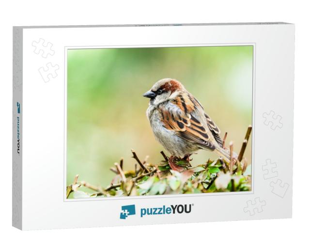 Sparrow Bird Perched Sitting on Tree Branch. Sparrow Song... Jigsaw Puzzle
