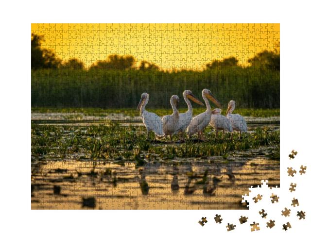 Pelicans At Sunset in Danube Delta, Romania... Jigsaw Puzzle with 1000 pieces