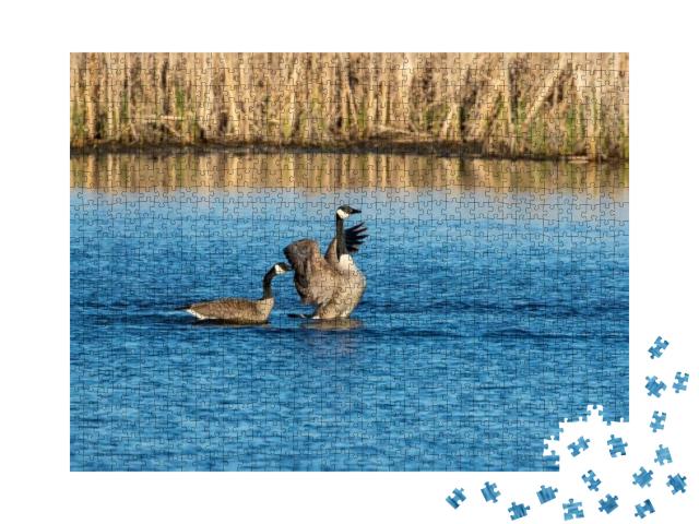 The Canada Geese Branta Canadensis on the Lake... Jigsaw Puzzle with 1000 pieces