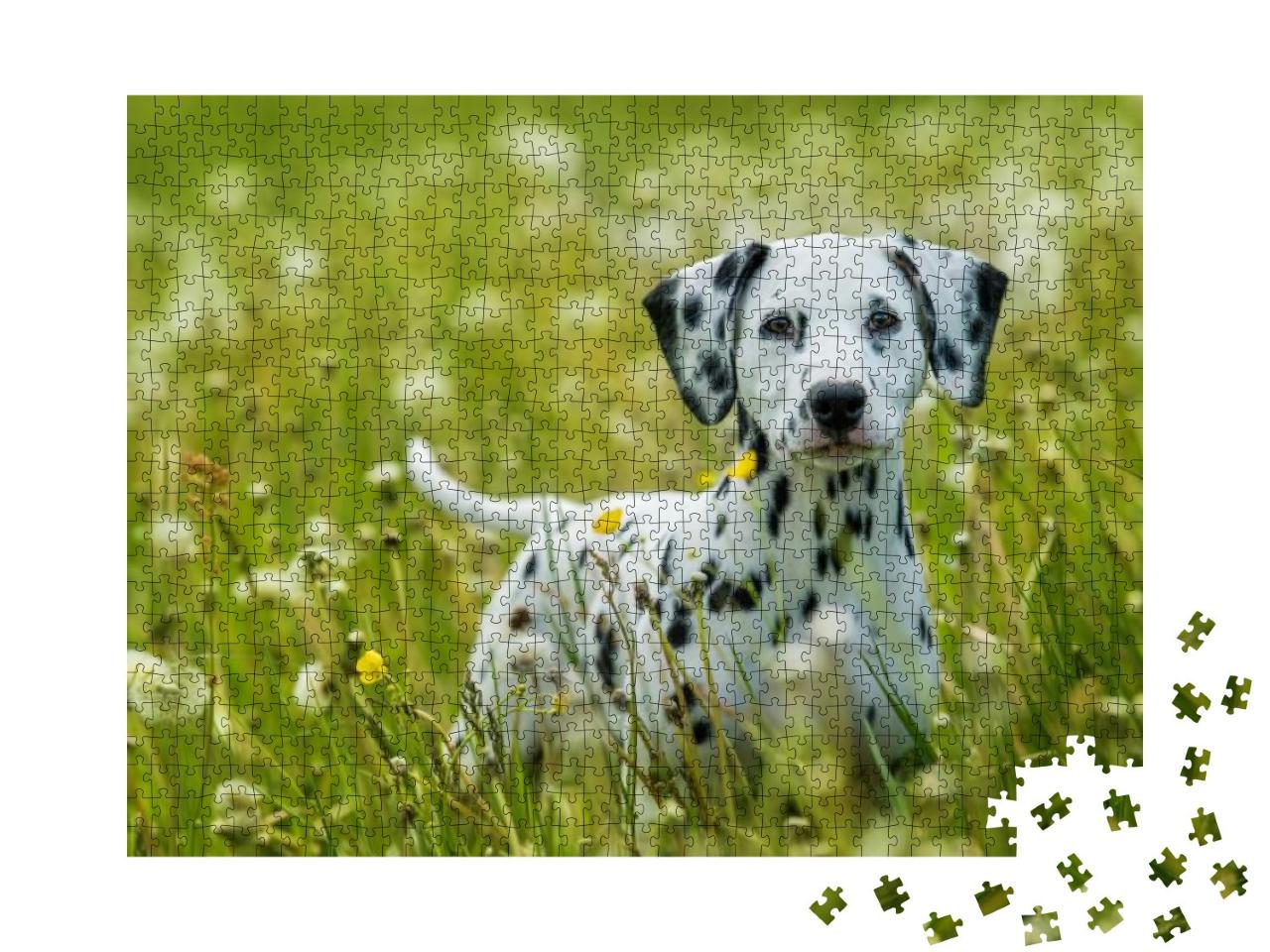 Dalmatian Puppy Standing in a Dandelion Meadow... Jigsaw Puzzle with 1000 pieces