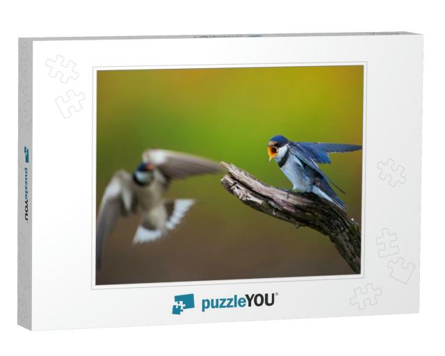 Two White-Throated Swallows in Confrontation... Jigsaw Puzzle