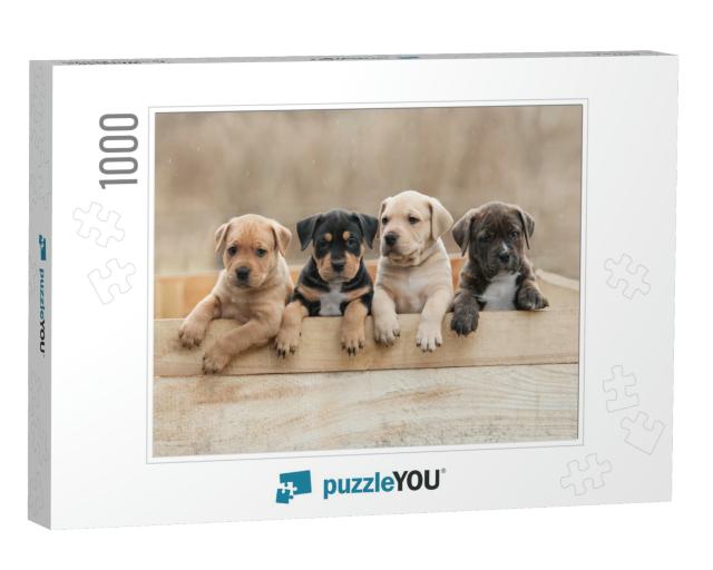 American Staffordshire Terrier Puppies Sitting in a Box... Jigsaw Puzzle with 1000 pieces