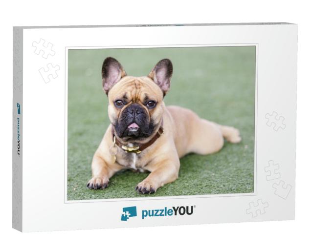 Fawn Puppy French Bulldog Lying Down with Open Mouth & Lo... Jigsaw Puzzle