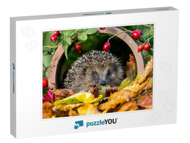 Hedgehog in Golden Autumn Leaves Surrounded by Red Rosehi... Jigsaw Puzzle