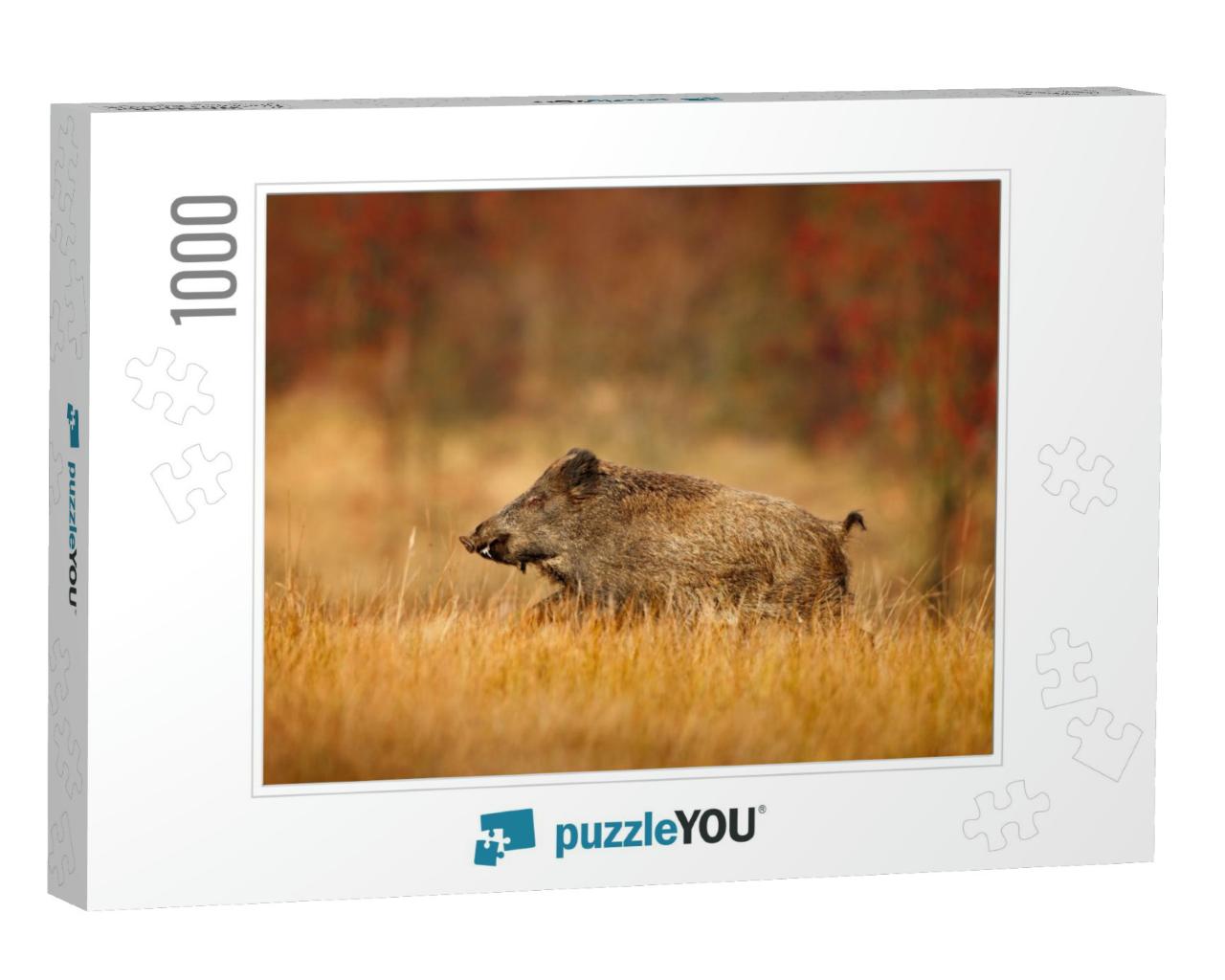 Autumn in the Forest. Big Wild Boar, Sus Scrofa, Running... Jigsaw Puzzle with 1000 pieces