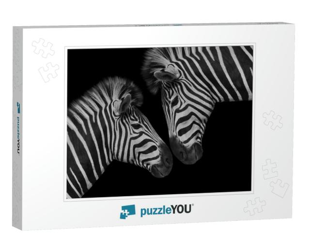 Beautiful Two Couple Zebra Closeup Face... Jigsaw Puzzle