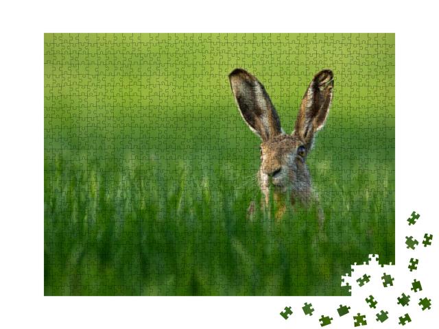 Lepus. Wild European Hare, Lepus Europaeus, Close-Up on G... Jigsaw Puzzle with 1000 pieces