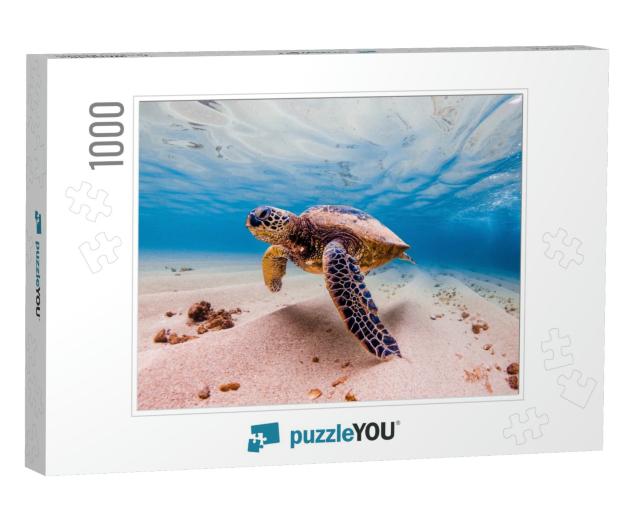 An Endangered Hawaiian Green Sea Turtle Cruises in the Wa... Jigsaw Puzzle with 1000 pieces