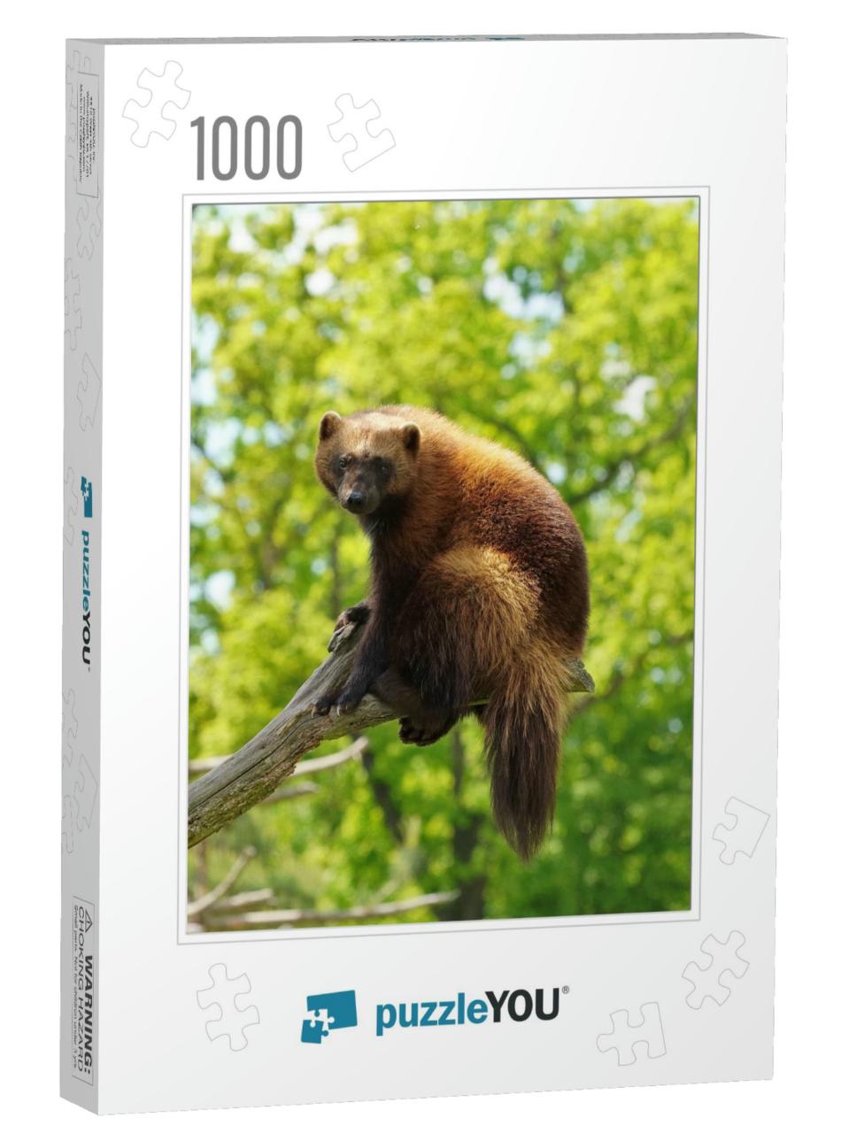 Wolverine Latin Name Gulo Gulo Resting High on a Branch... Jigsaw Puzzle with 1000 pieces