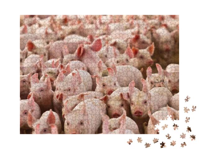 Pig Pork Farm Rural Grange... Jigsaw Puzzle with 1000 pieces