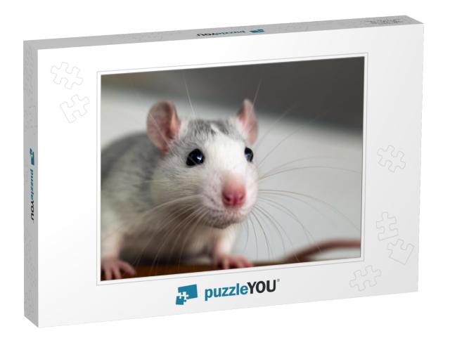 Closeup of Funny White Domestic Rat with Long Whiskers... Jigsaw Puzzle