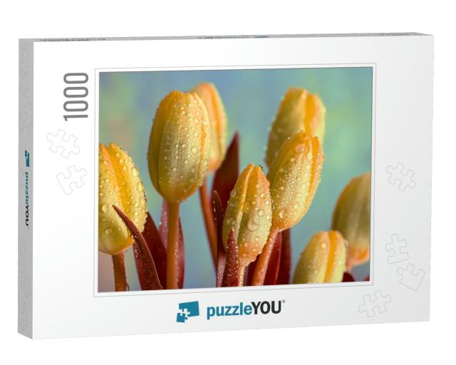 Yellow Tulips with Water Drops. Beautiful Flower Buds & B... Jigsaw Puzzle with 1000 pieces