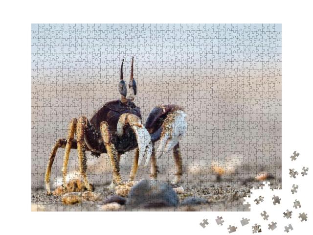 The Crab on Sandy Beach with Nice Background Color... Jigsaw Puzzle with 1000 pieces