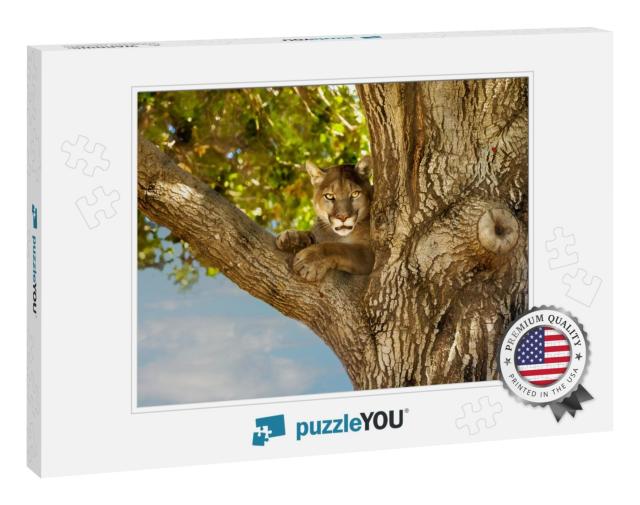 Female Mountain Lion Laying on a Tree Branch, Look... Jigsaw Puzzle