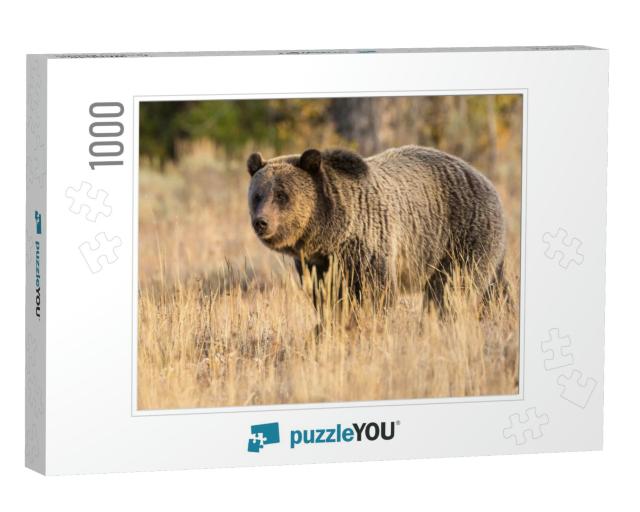 A Wild Sub-Adult Grizzly Bear Grazing in a Field At Sunse... Jigsaw Puzzle with 1000 pieces