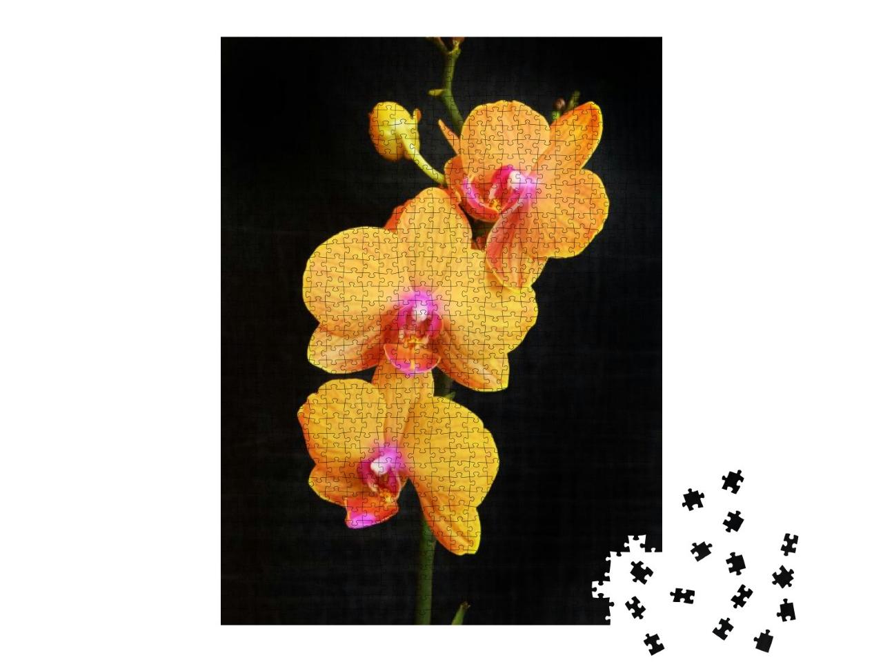 Orange Phalaenopsis Orchid with Blossoming Flowers & Buds... Jigsaw Puzzle with 1000 pieces