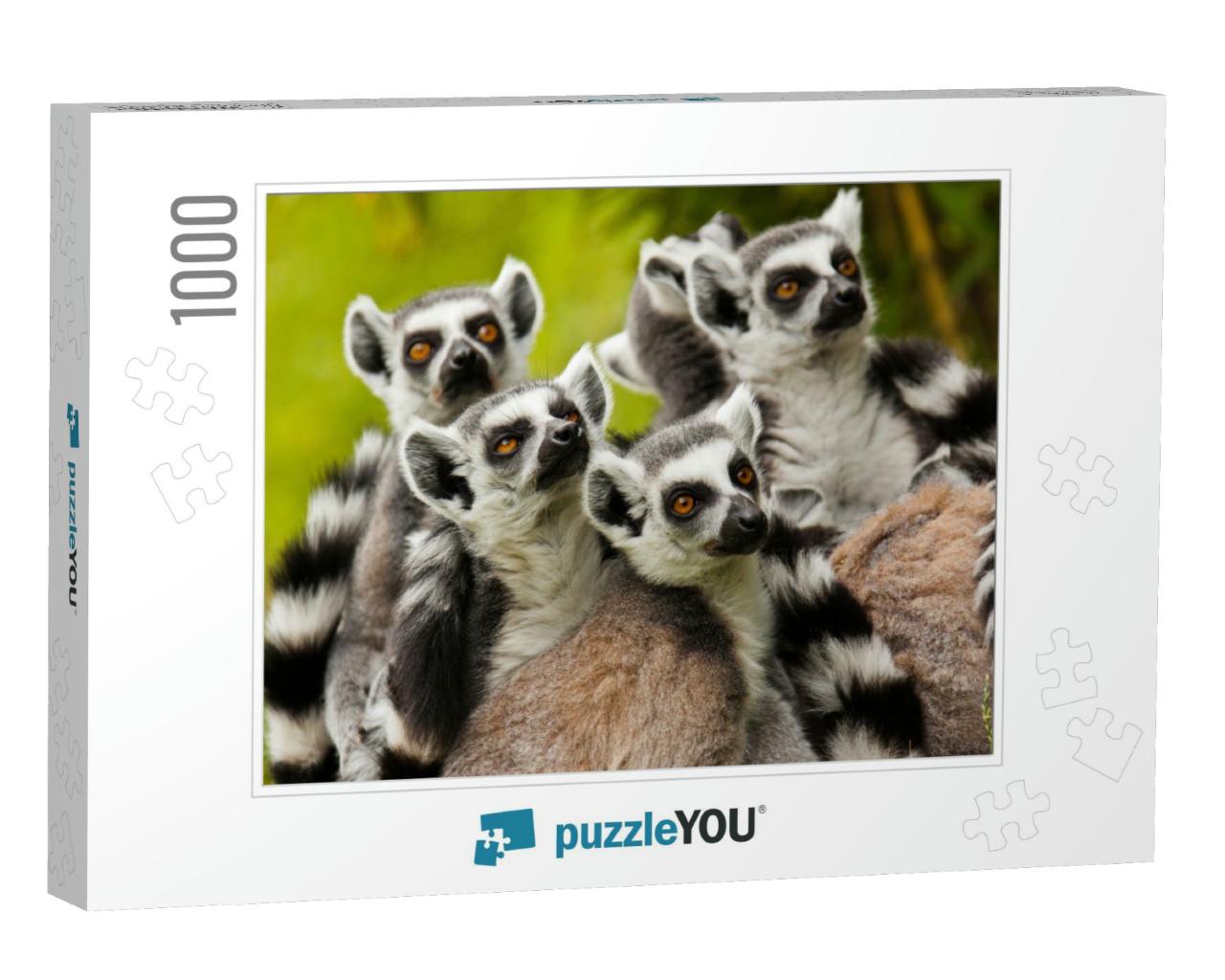 Ring-Tailed Lemur Lemur Catta... Jigsaw Puzzle with 1000 pieces