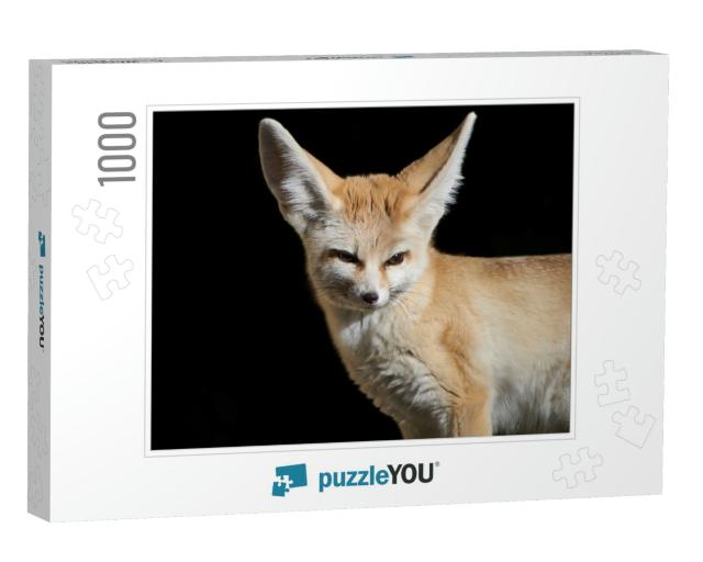 Close-Up of a Fennec Fox Vulpes Zerda with Large Ears Iso... Jigsaw Puzzle with 1000 pieces