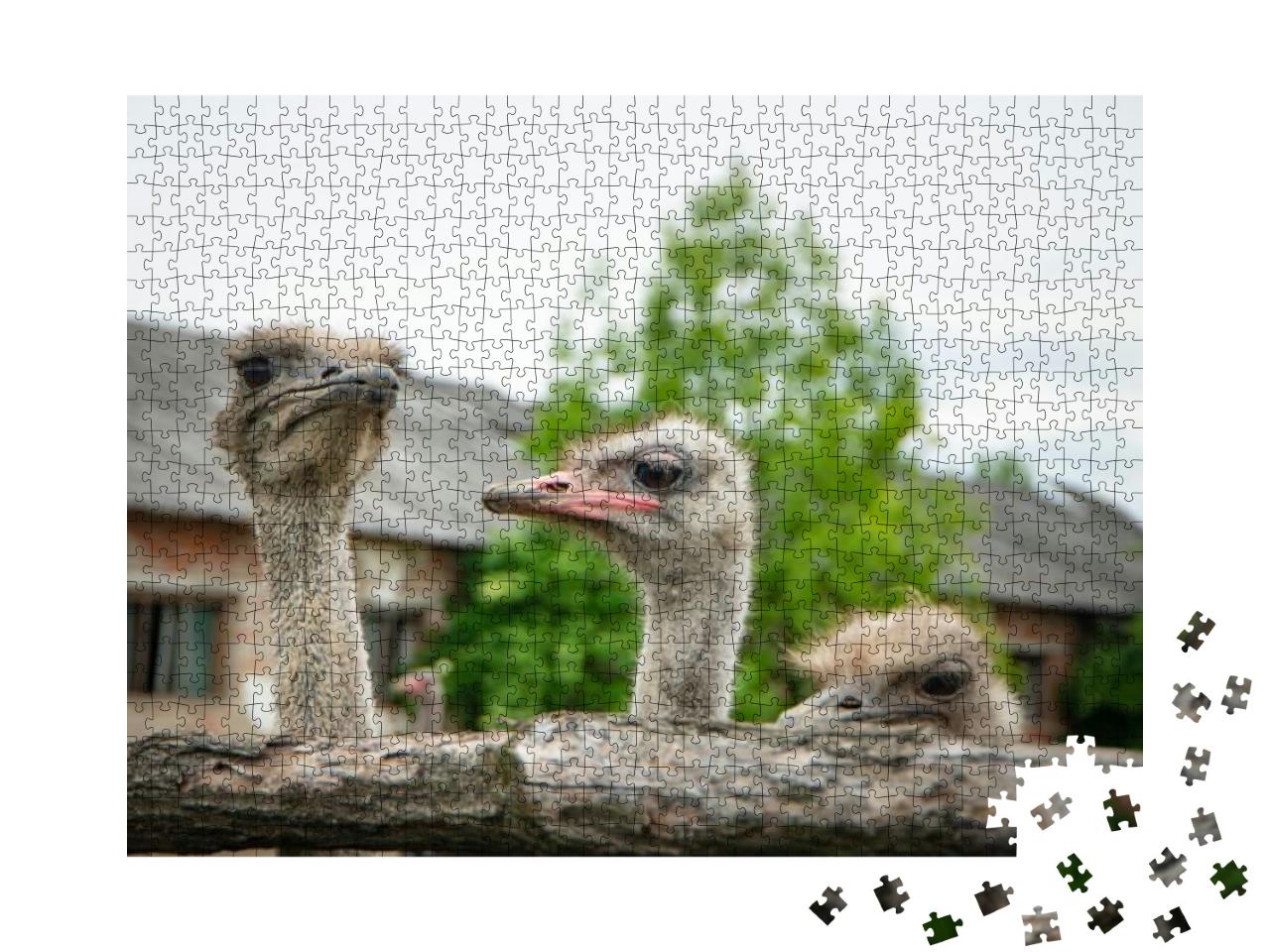 Ostrich Head Close-Up. Head & Neck Front Portrait of an O... Jigsaw Puzzle with 1000 pieces