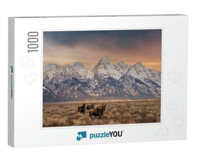 Bull Moose in Front of Grand Tetons... Jigsaw Puzzle with 1000 pieces