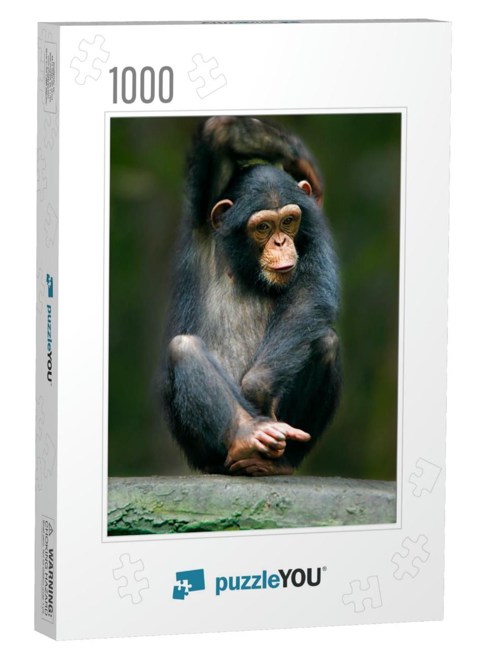 The Chimpanzee Pan Troglodytes, Also Known as the Common... Jigsaw Puzzle with 1000 pieces