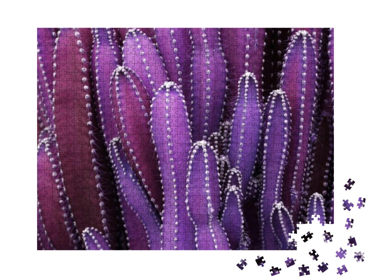 Closeup Purple Cactus Plant or Call Cereus Sp. Fairy Cast... Jigsaw Puzzle with 1000 pieces