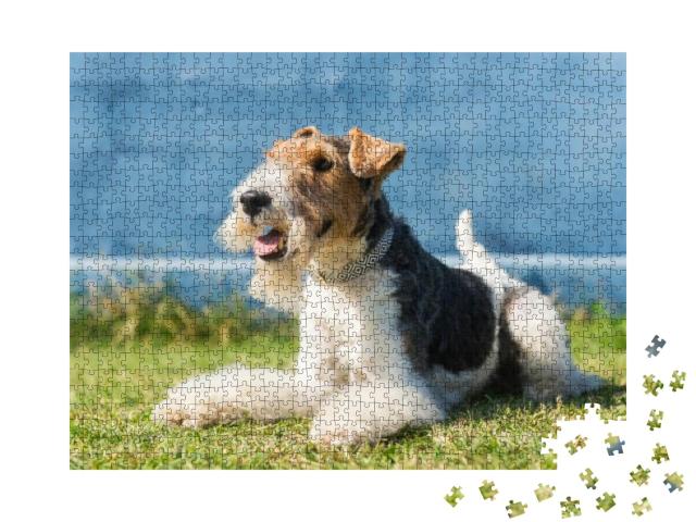 Fox Terrier Dog... Jigsaw Puzzle with 1000 pieces