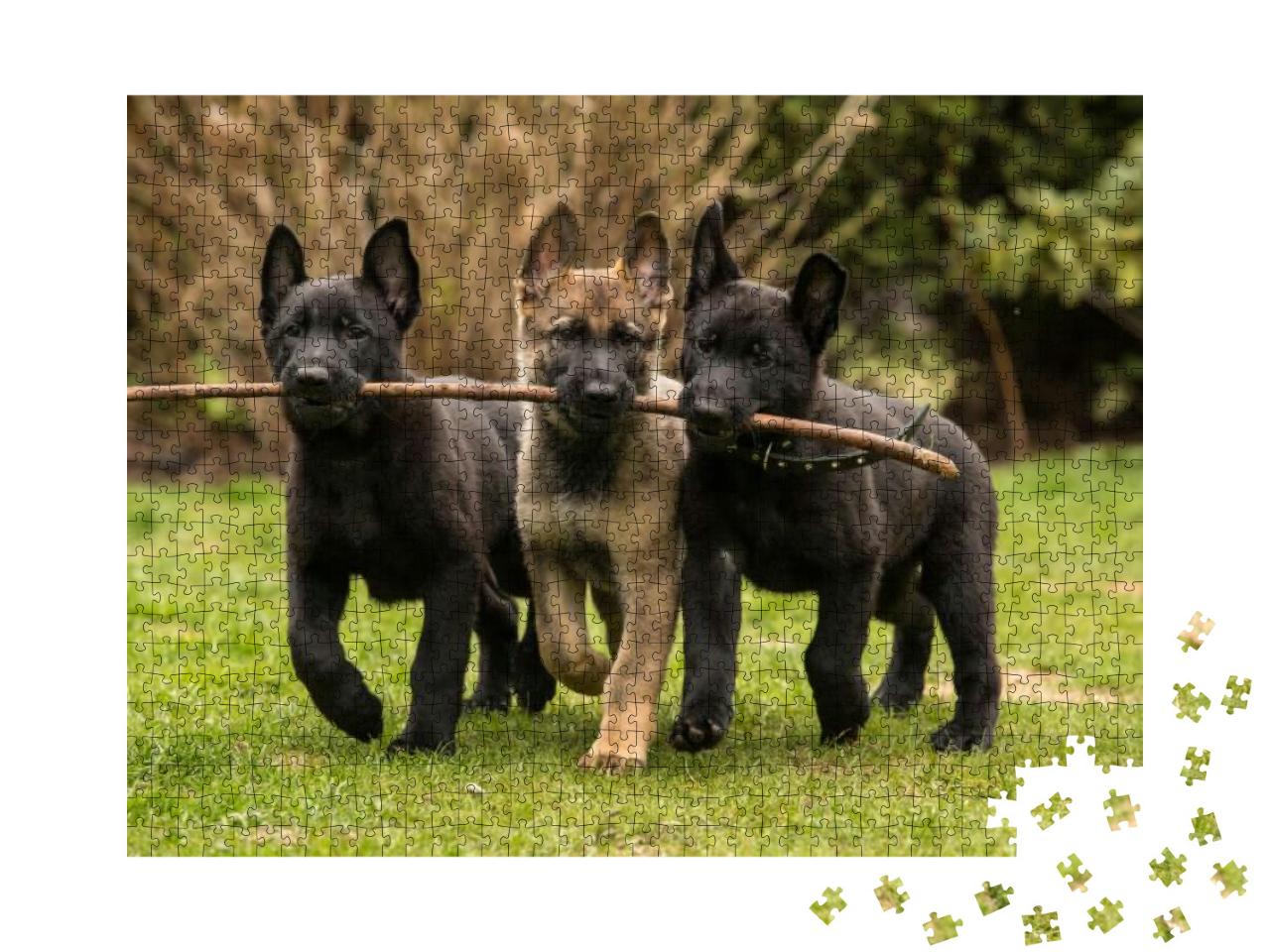Three Working Line German Shepherd Puppies Brings One Sti... Jigsaw Puzzle with 1000 pieces