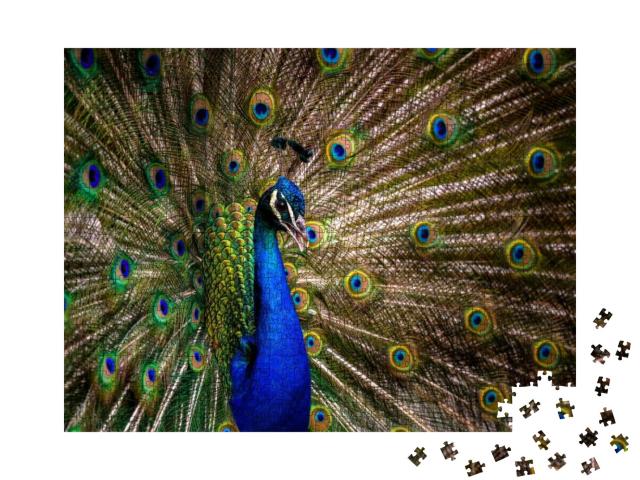 Peacock Tail. Elegant Colorful Peacock Portrait... Jigsaw Puzzle with 1000 pieces