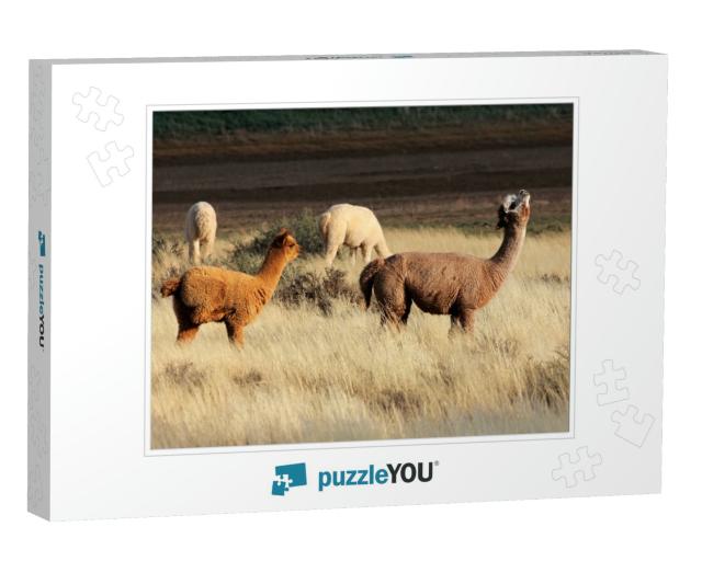 Alpacas Vicugna Pacos, Domesticated Species of South Amer... Jigsaw Puzzle