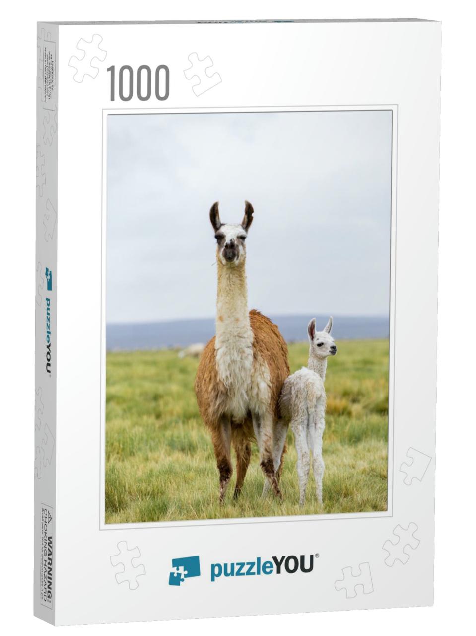 A Llama & Her Baby in the Altiplano in Bolivia... Jigsaw Puzzle with 1000 pieces