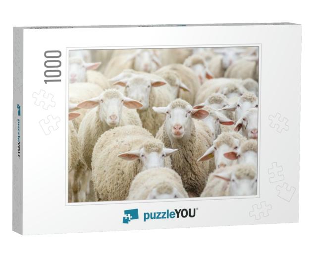 Flock of Sheep, Sheep Farm... Jigsaw Puzzle with 1000 pieces
