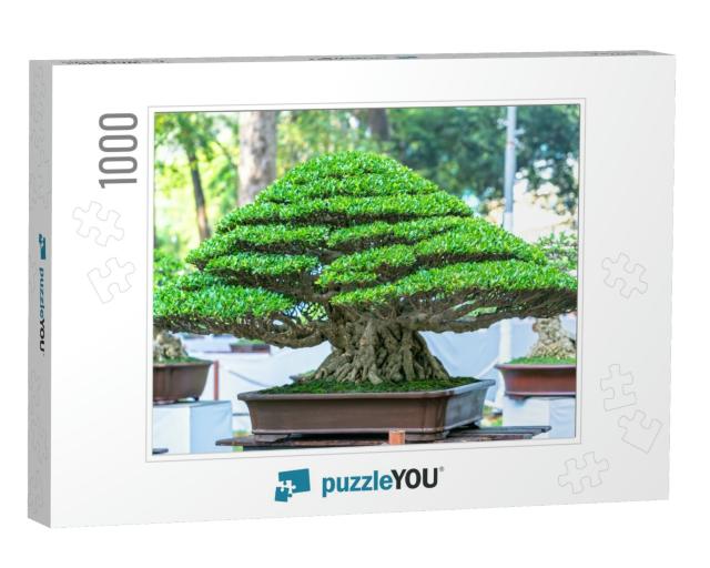 Green Old Bonsai Tree Isolated in a Pot Plant in the Shap... Jigsaw Puzzle with 1000 pieces