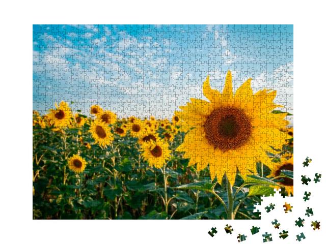 Sunflower in a Field of Sunflowers Under a Blue Sky... Jigsaw Puzzle with 1000 pieces