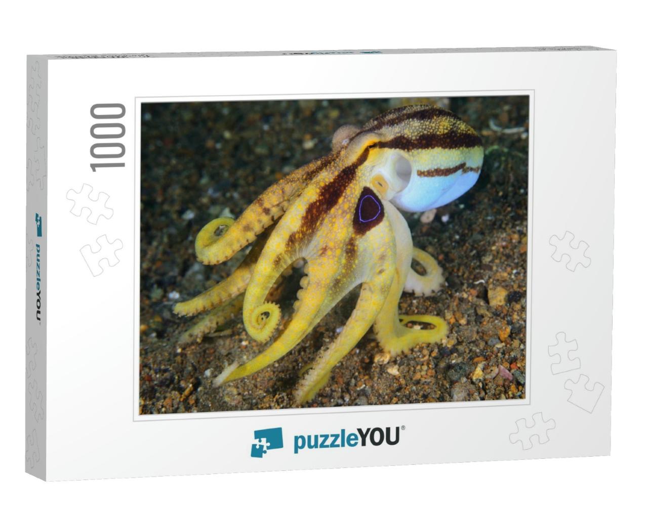 Poison Ocellate Octopus or Mototi Octopus Amphioctopus Si... Jigsaw Puzzle with 1000 pieces