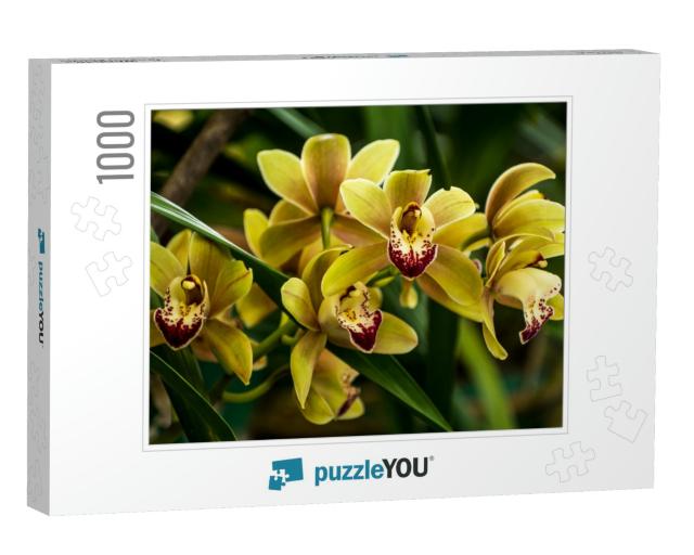 A bunch of yellow Cymbidium or Boat Orchid bloomin Jigsaw Puzzle with 1000 pieces