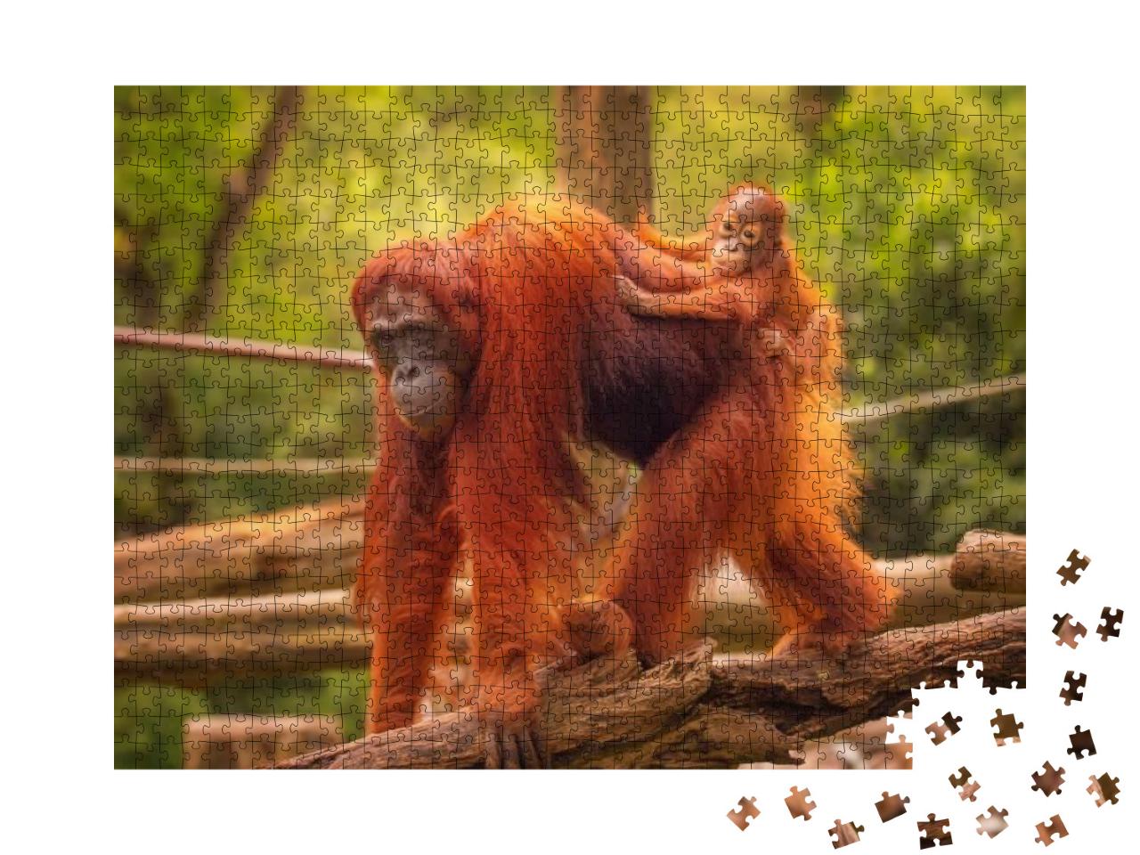 Young Orangutan is Sleeping on Its Mother... Jigsaw Puzzle with 1000 pieces