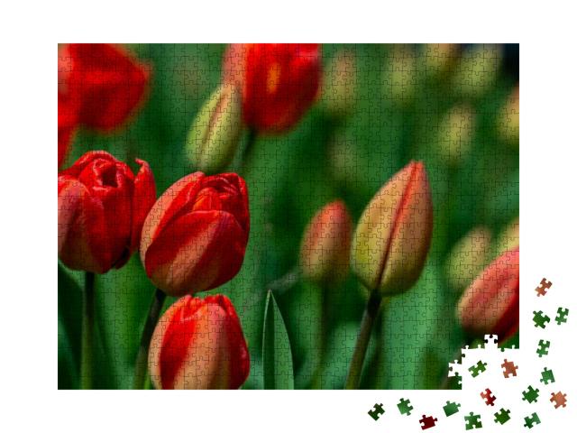 Amazing Red Tulip Flowers Bloom on a Tulip Field, Against... Jigsaw Puzzle with 1000 pieces
