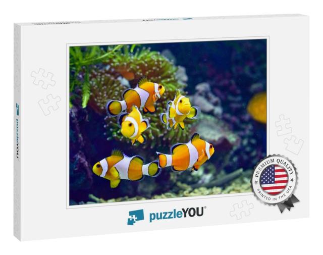 Clownfish or Better Known as Clown Fish Are Fish from the... Jigsaw Puzzle